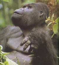 el gorila, el rey de la selva ecuatorial